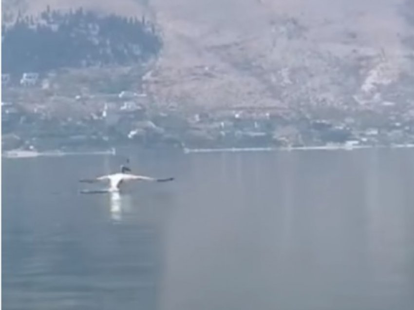 ​Pelikani kaçurrel shfaqet edhe në Liqenin e Shkodrës