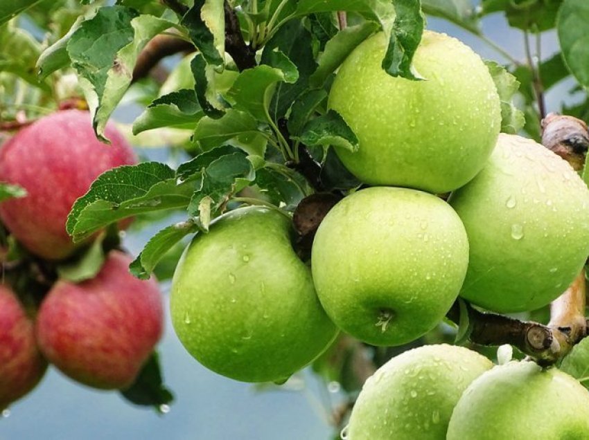 Sa mollë mund të hajë një person në ditë në mënyrë të shëndetshme?