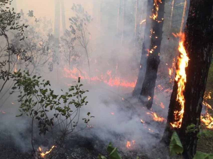 Riaktivizohet zjarri në Berat, shkrumbohen 7 hektar pisha e shkurre