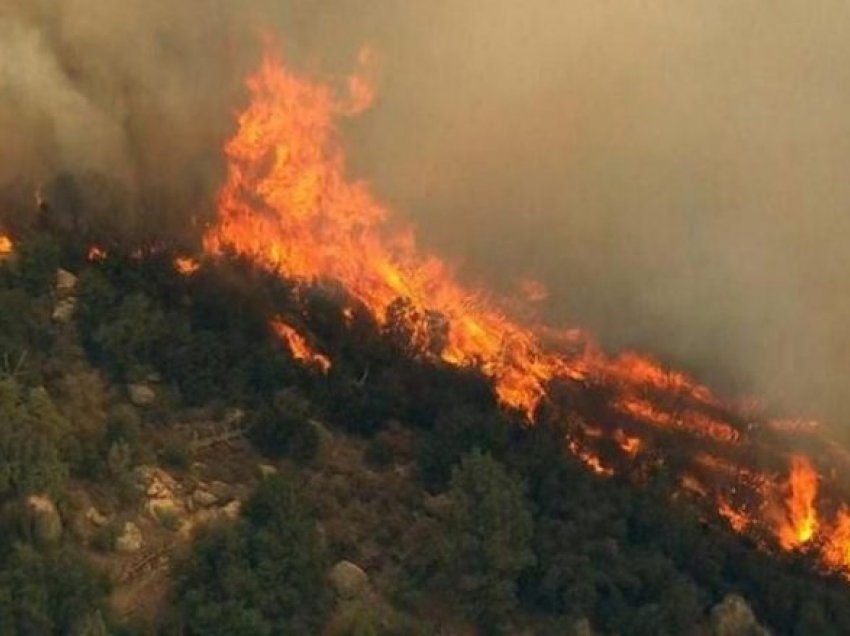 Zjarret dogjën 1100 hektar pyje 