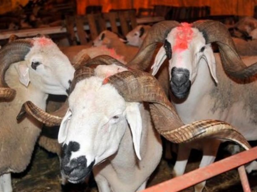 Fermerit i ngordhin 80 dele, dyshon se tufa po i tkurret nga një sëmundje