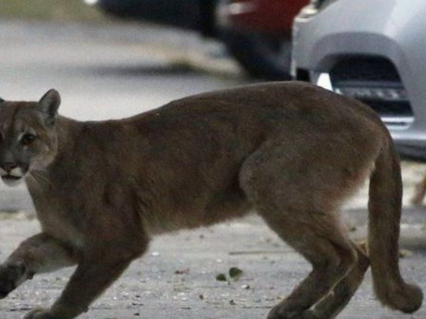 Luani malor sulmon 5-vjeçarin në SHBA, nëna shpëton fëmijën nga kthetrat e kafshës