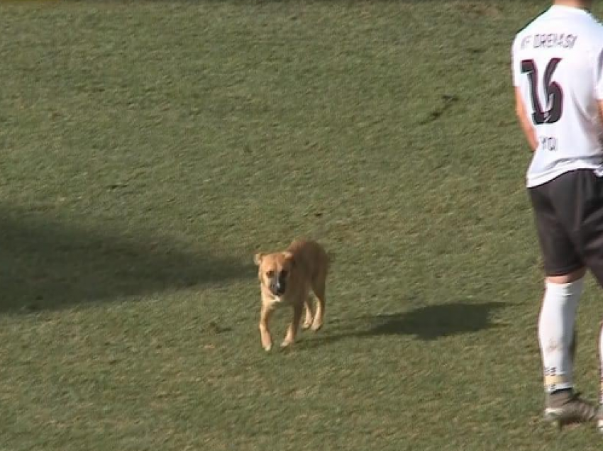 Çudi, qeni futet në fushë në ndeshjen e Kupës së Kosovës