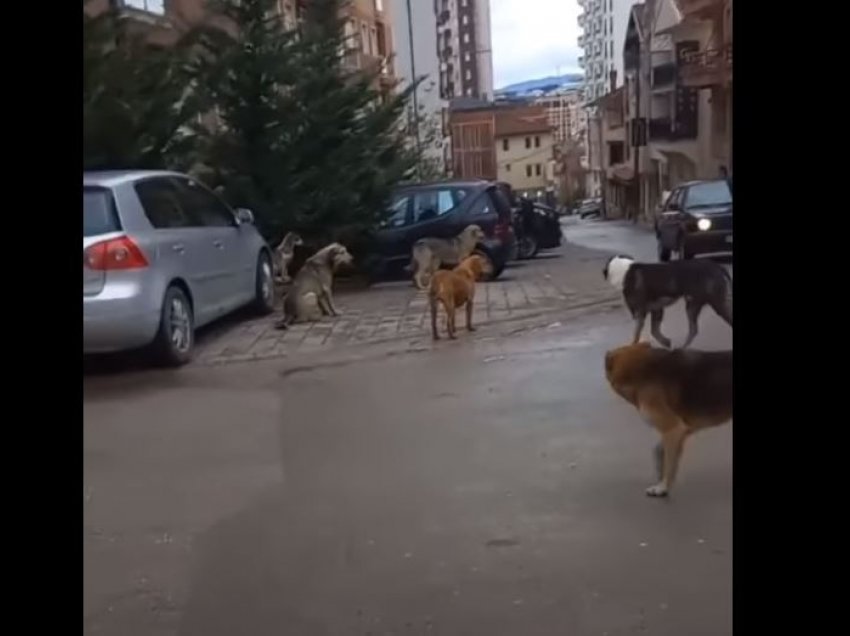 Qytetarja nga Prishtina publikon videon, s’mund të shkojë në punë shkaku i qenve endacak dhe sulmeve të tyre