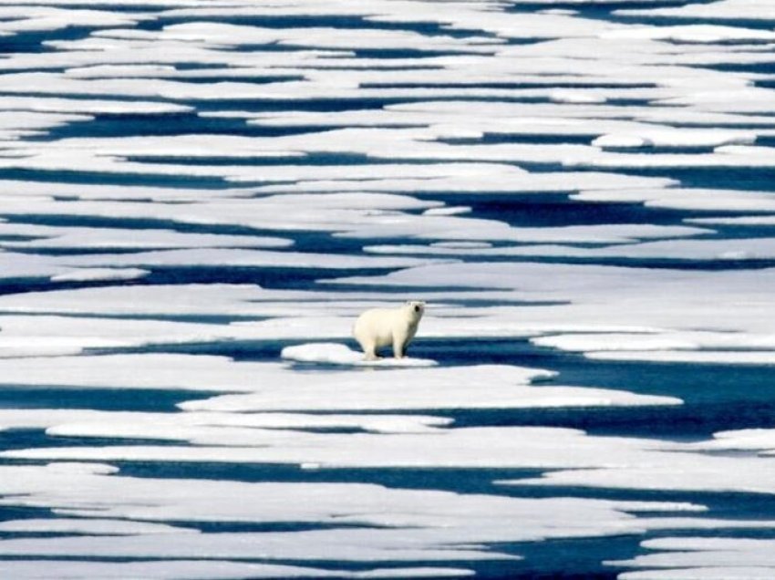 Ndikimi i ndryshimit të klimës në Detin Arktik dhe arinjtë polarë