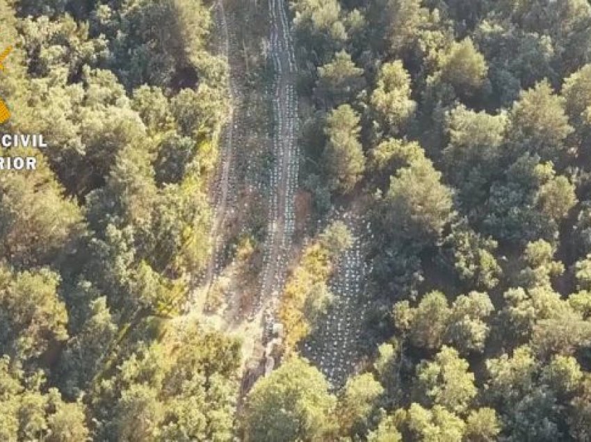 Pamjet spektakolare, shqiptarët shndërrojnë pyjet e Spanjës në plantacione kanabisi, arrestohen 33 persona