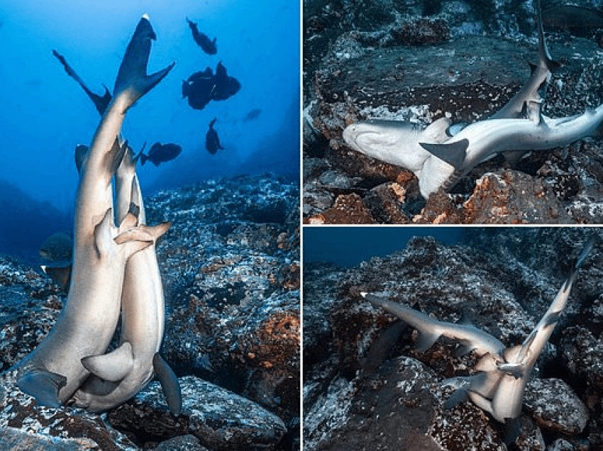 E rrallë, fotografi kap peshkaqenët duke bërë seks