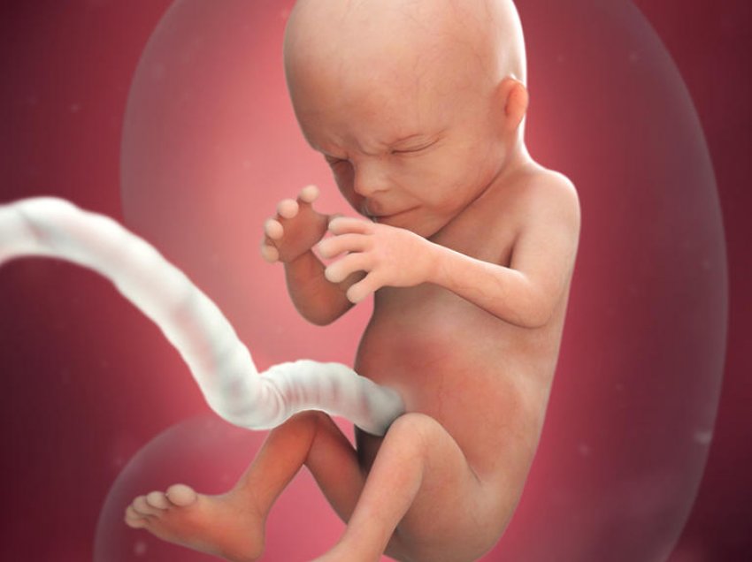 Java e 14-të e shtatzënisë: Zbuloni karakteristikat e zhvillimit të foshnjes suaj
