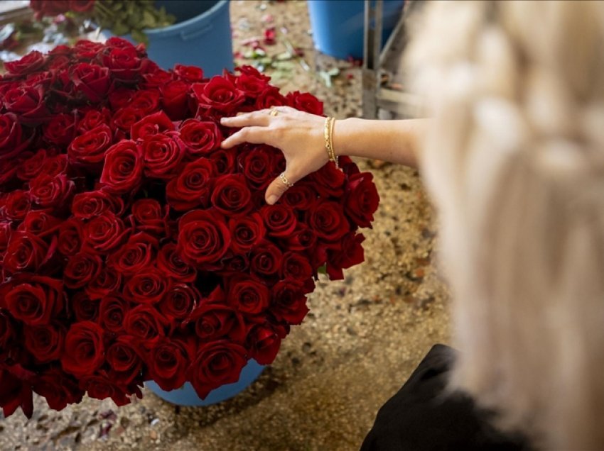 Turqia eksportoi 70 milionë lule në prag të Shën Valentinit