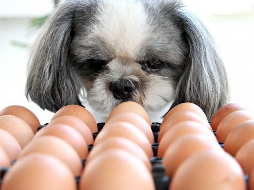 A mund të hanë qentë vezë? Pyetja që mund të kenë shumë pronarë 