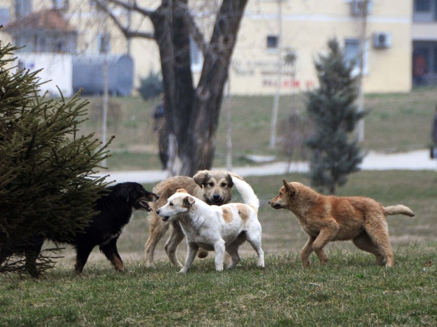 Problemi me qentë endacak, AUV-i ka ndarë 700 mijë euro për trajtimin e tyre