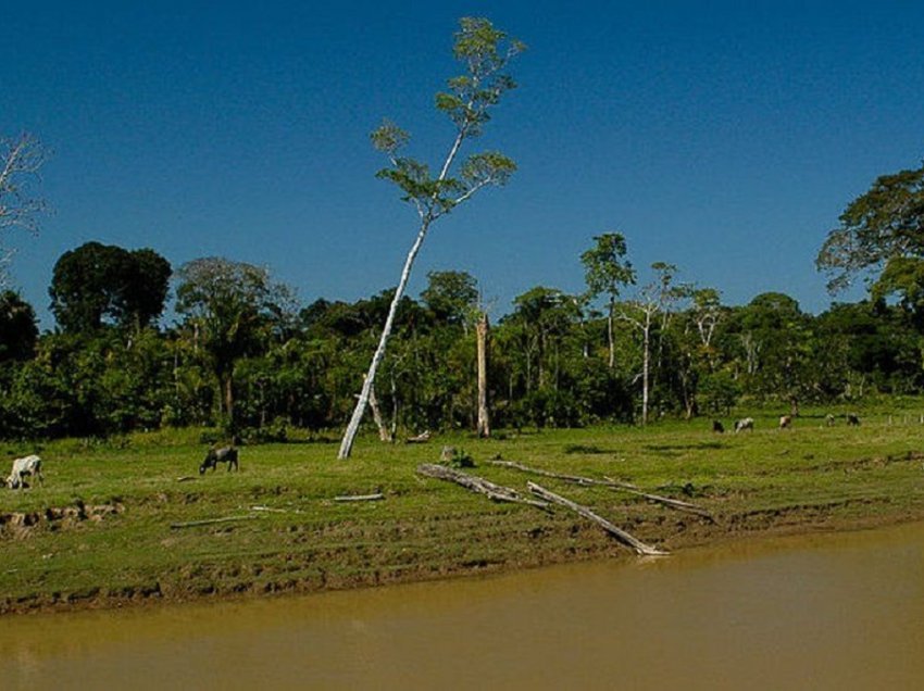 Pyjet e Amazonës po shiten përmes reklamave të Facebook