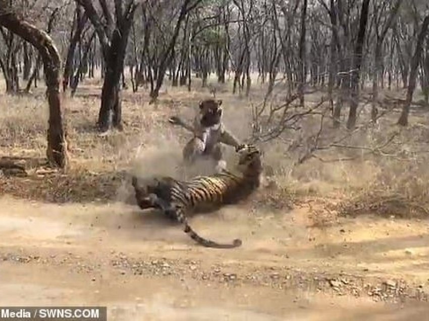 Tigreshat motra përleshen ashpër për territor në park