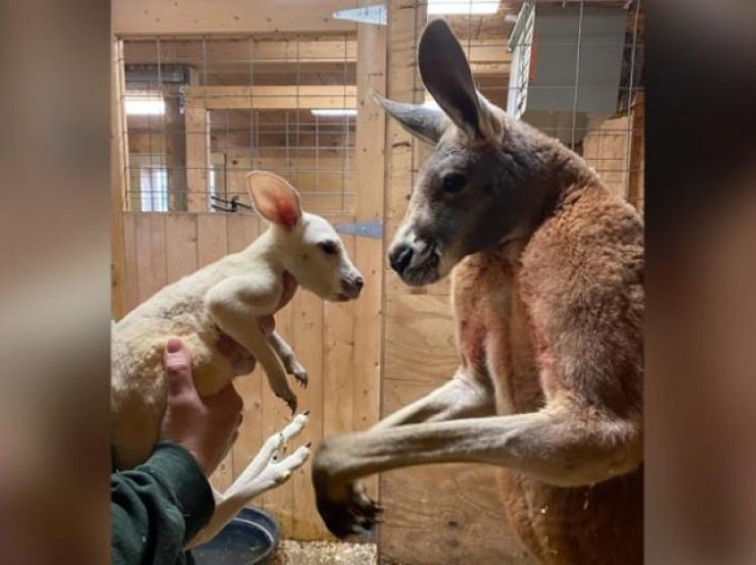 Një kangur jashtëzakonisht i rrallë lind në New York, ka ngjyrë të bardhë