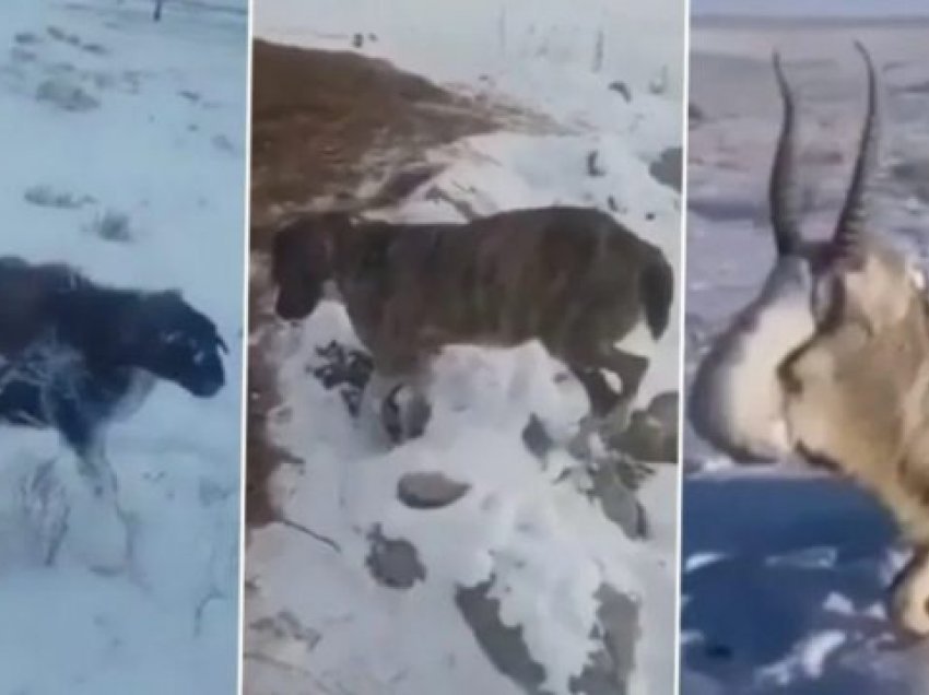 I ftohti ekstrem i ngrin kafshët në Kazakistan