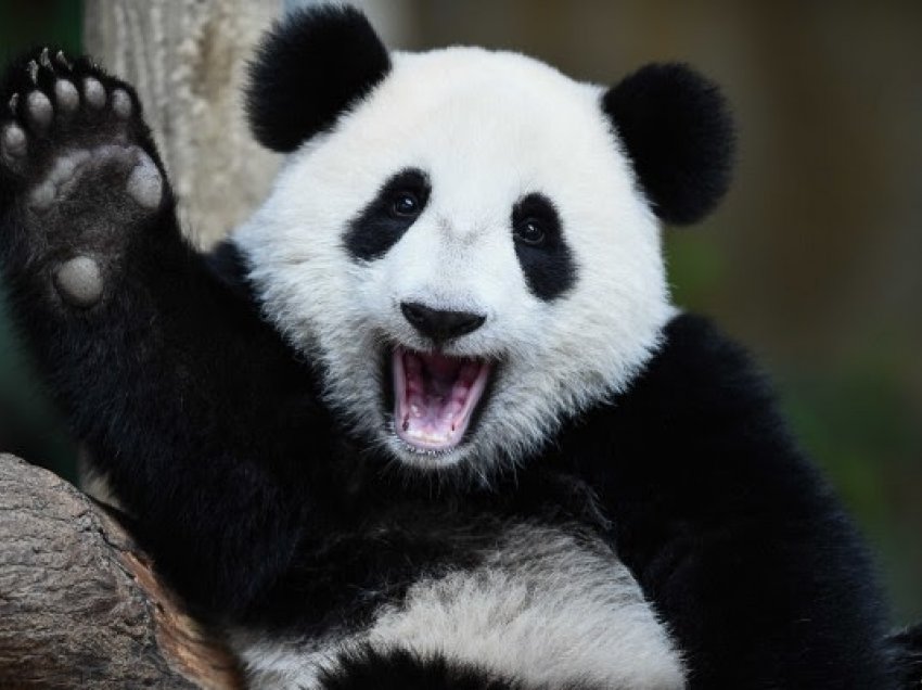 ​Pandat nuk janë më specie në rrezik zhdukjeje