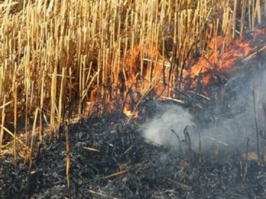 Korçë, zjarr në tokat bujqësore