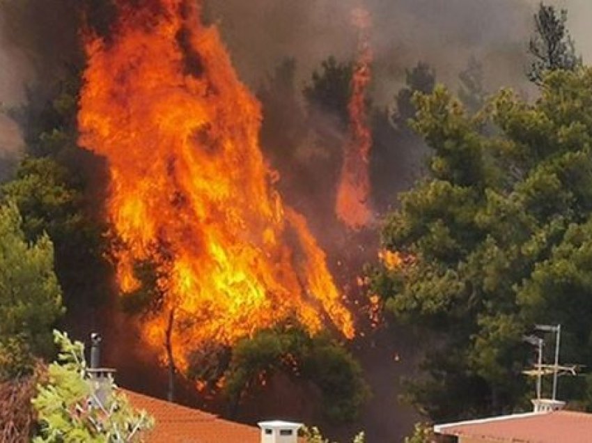 Zjarri në Greqi, procedohet penalisht bletari nga Shqipëria