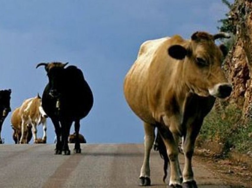 40 lopë ikin nga thertorja, shkaktojnë kaos nëpër lagje