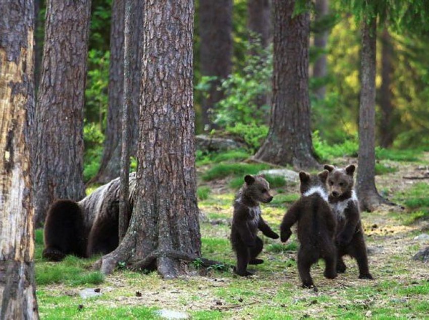 Burri has këlyshët e ariut që ‘kërcejnë’ në pyll, mendon se sheh vizione