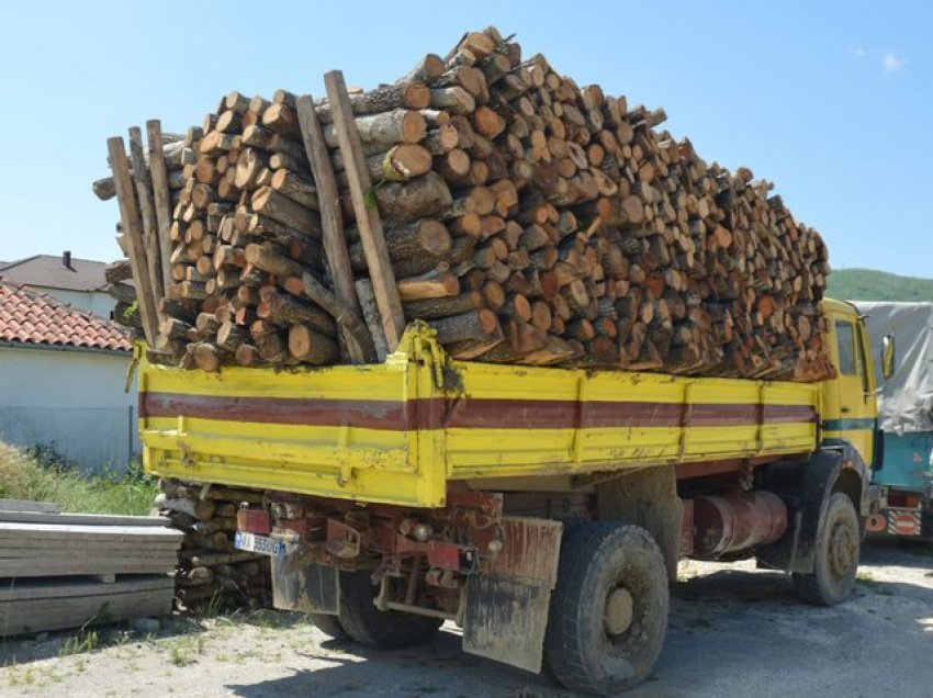Prisnin dru në zonë të mbrojtur, arrestime në Pogradec