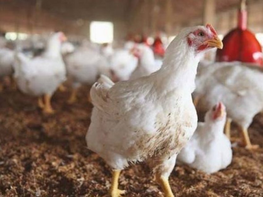 Në Elbasan groposen të gjitha pulat, identifikohet vatra e parë me gripin e shpezëve