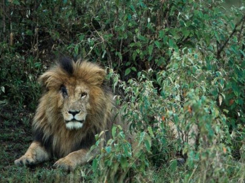 Ngordh në moshën 14-vjeçare luani më i famshëm i Afrikës