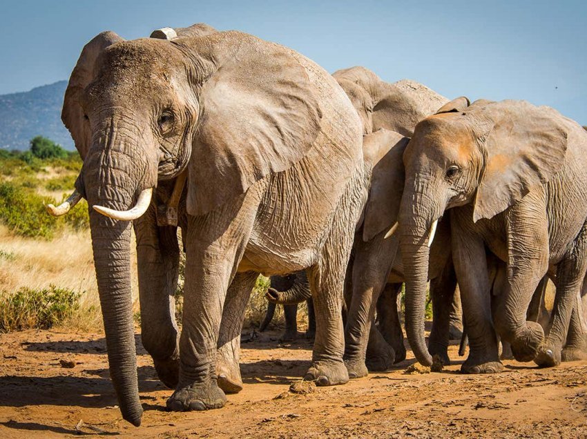 Projekti për naftën rrezikon 13 mijë elefantë në Afrikë