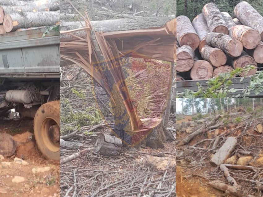 Prenë pyllin, arrestohen 2 vëllezërit në Bulqizë, procedohen penalisht 3 të tjerë