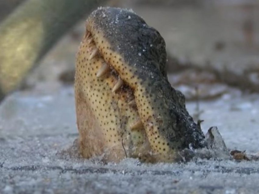 Pamje që tregojnë se si aligatorët i mbijetojnë edhe temperaturave shumë të ulëta