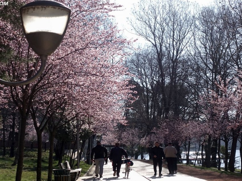 Pamje fantastike/ Parku i Liqenit të Tiranës ‘ndizet’ nga ngjyrat e pranverës