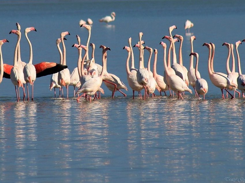 Gjueti e paligjshme në lagunë/ Greqi, dhjetëra flamingo të helmuara me plumb