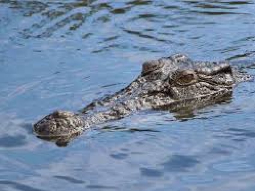 100 krokodilë arratisen në Afrikën e Jugut, vazhdojnë kërkimet