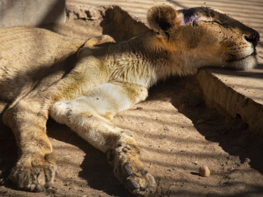 Gjenden të ngordhur gjashtë luanë në Ugandë, dyshohet se u trafikuan