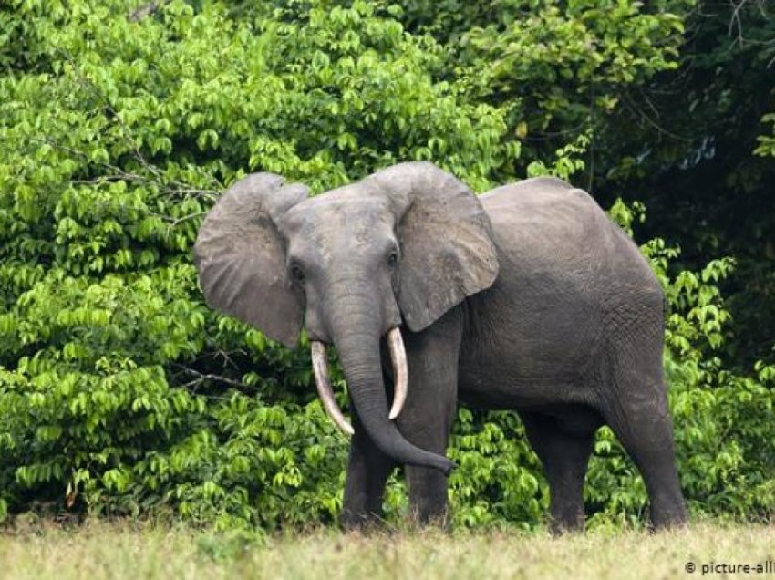 Elefantët afrikanë të pyjeve kërcënohen nga zhdukja