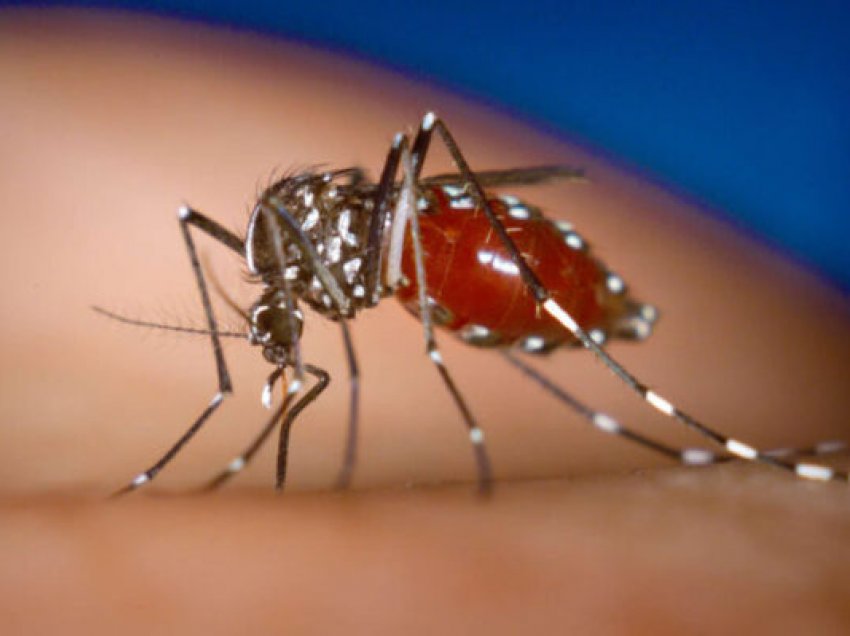 Pandemia e radhës quhet ‘Chikungunya’