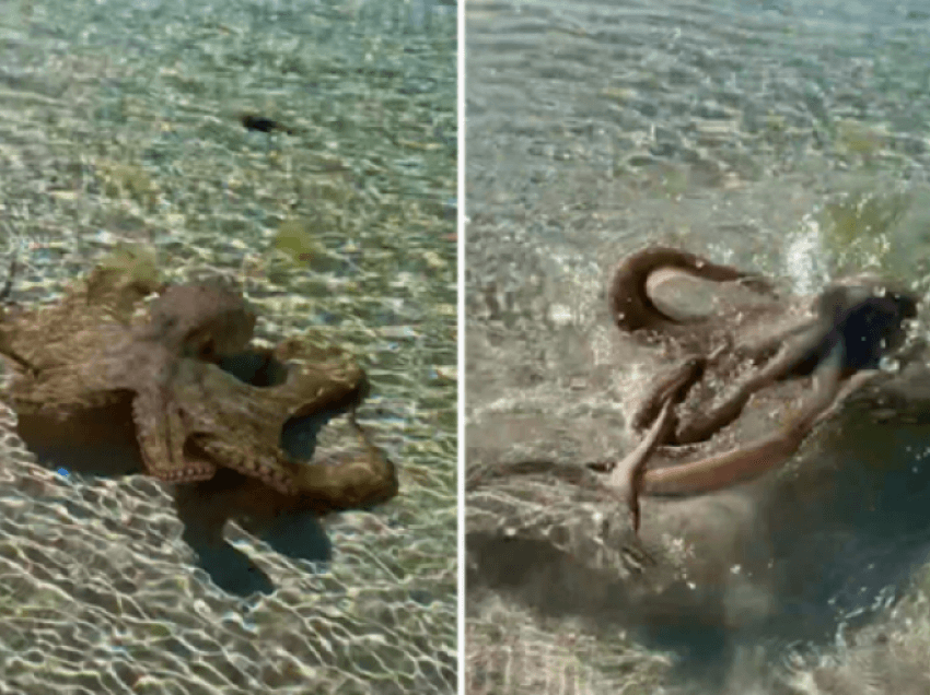 Oktapodi sulmon një person teksa ishte duke notuar