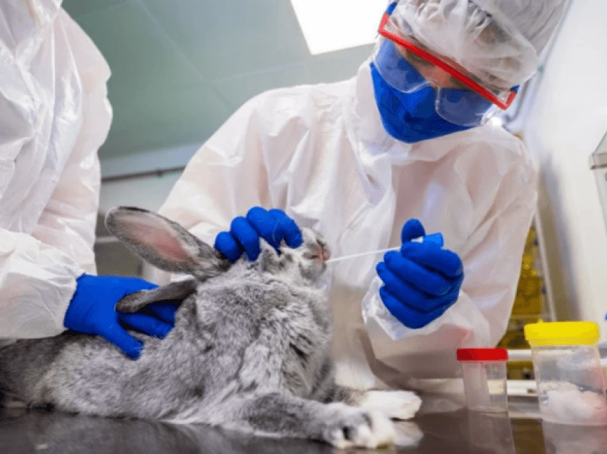 Rusia regjistron vaksinën e parë në botë kundër COVID për kafshët