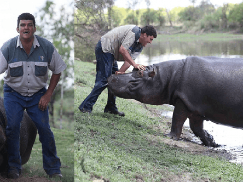Burri sulmohet për vdekje nga hipopotami ‘shtëpiak’ me të cilin notonte e kalëronte