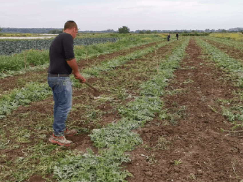 Çmimet e kimikateve dhe farërave të larta, fermerët në Hoxharë të Fierit lënë tokat djerrë