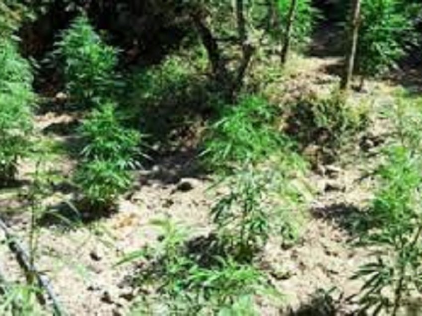 Kultivonin lëndë narkotike në tokat e tyre, arrestohen 4 qytetarë në Skrapar, kryeplaku i fshatit nën hetim për shpërdorim detyre