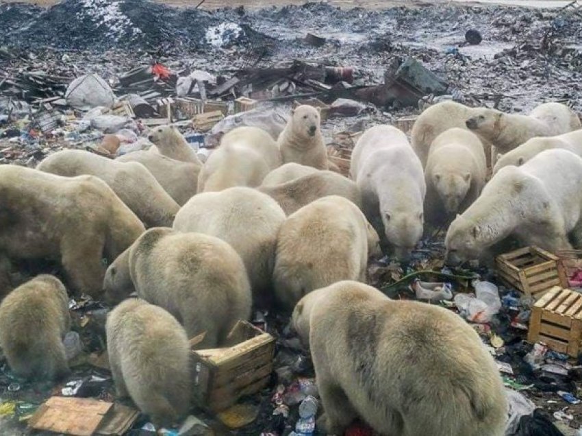Pamje të tmerrshme nga Arktiku: Arinjtë polar ushqehen nga mbeturinat
