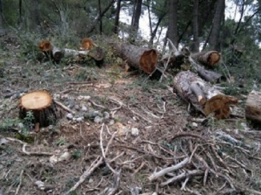Prenë pemët në pyll dhe vodhën drutë/ 2 të arrestuar në Elbasan, në pranga dhe kryeplaku