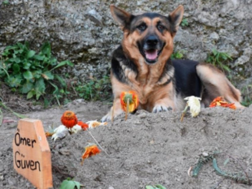 Pas vdekjes së pronarit, qeni besnik qëndron tek varri i tij