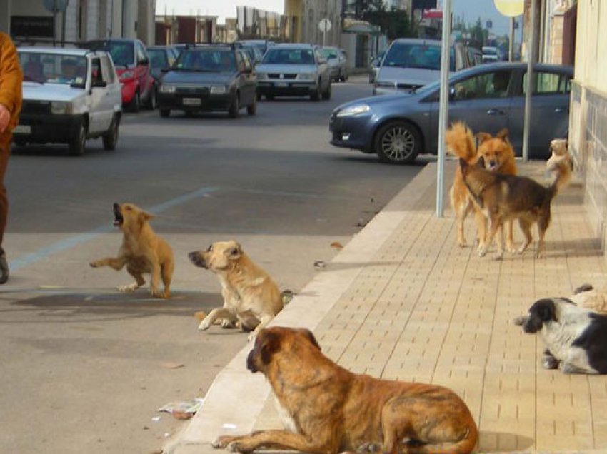 Si do ta zgjedhin problemin e qenve endacakë në Prishtinë? Flasin Rama dhe Vitia