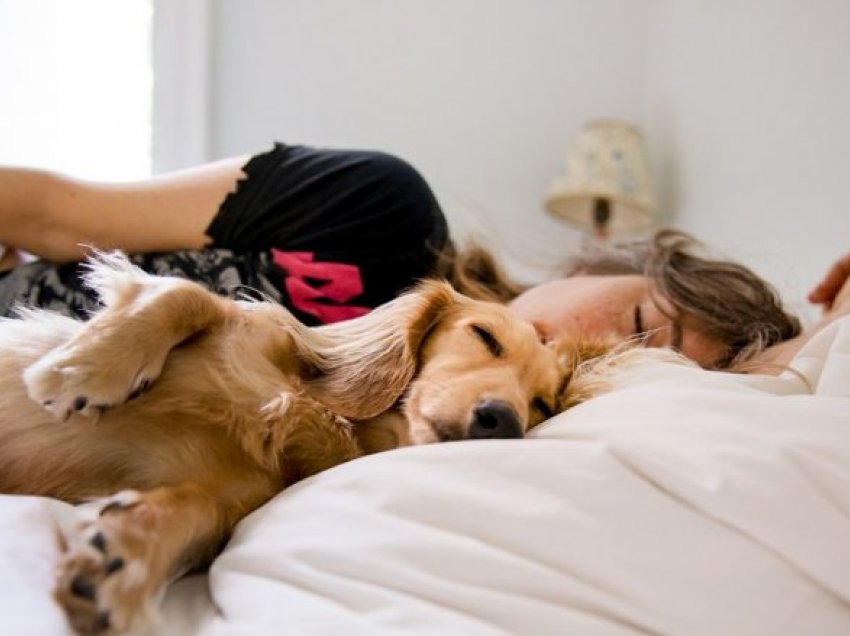 Njerëzit me të vërtetë do të flenë më përpara pranë qenve sesa partnerëve të tyre