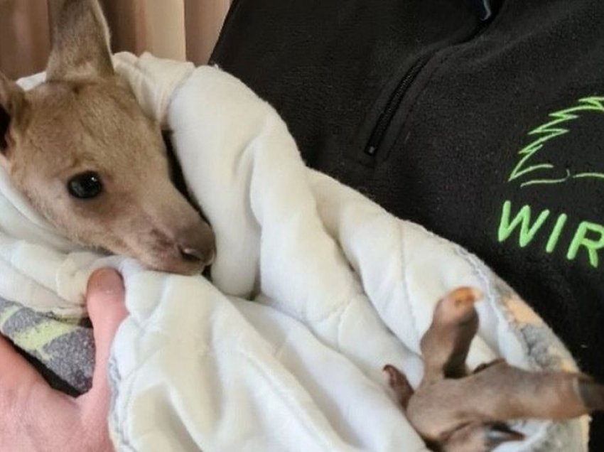Dy 17 vjeçarë akuzohen për vrasjen e 14 kangurëve në Australi