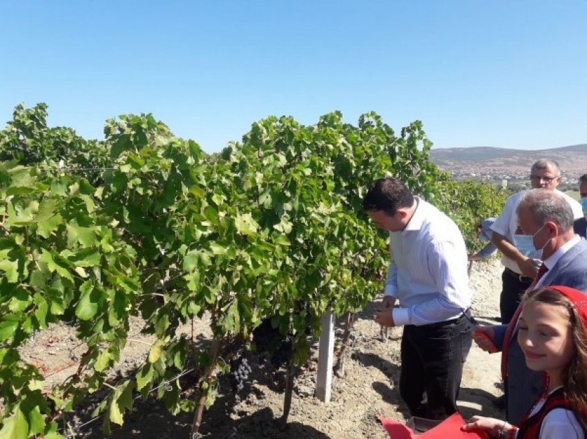 ​Nis vjelja e rrushit në Rahovec, vreshtarët kërkojnë më shumë ndihmë nga shteti