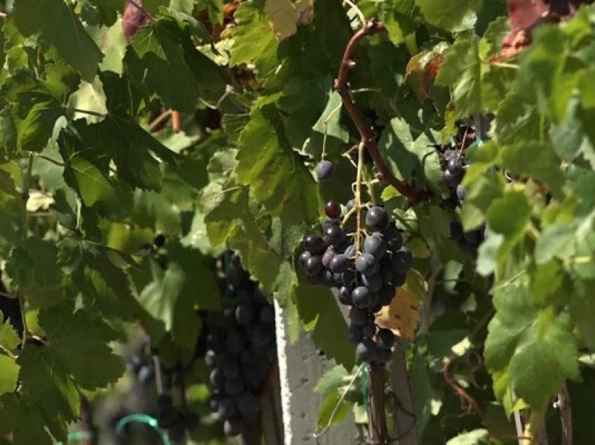 ​Vreshtarët ankohen për çmimin për kilogram rrushi: I ulët, nuk mbulojmë as shpenzimet