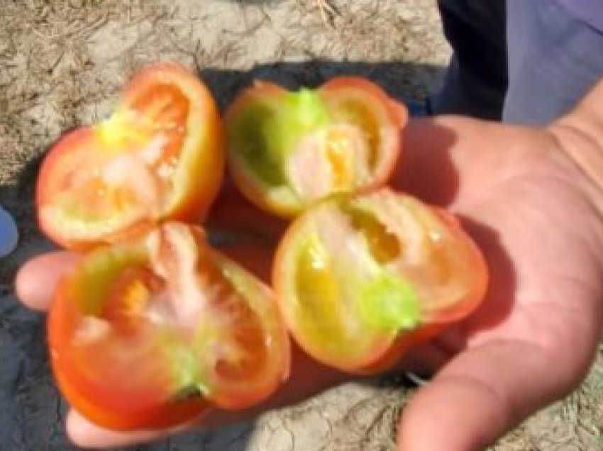 Fermerët: Dështuam me domatet
